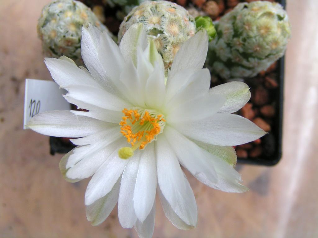 Mammillaria theresae albiflora